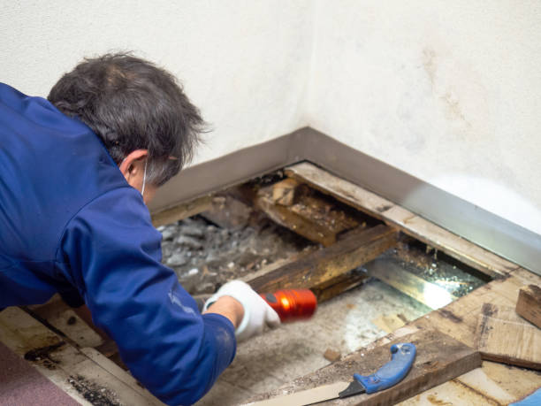 Best Industrial Mold Remediation in Shoreacres, TX
