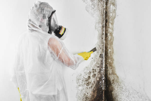 Best Residential Mold Remediation in Shoreacres, TX