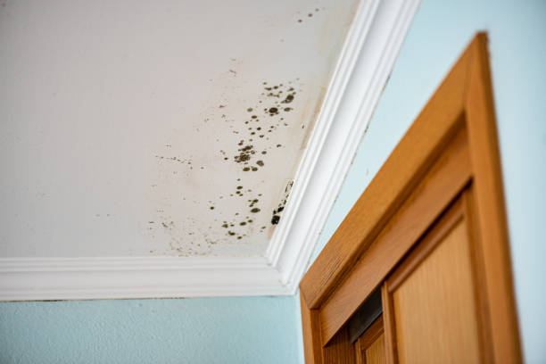 Best Kitchen Mold Remediation in Shoreacres, TX