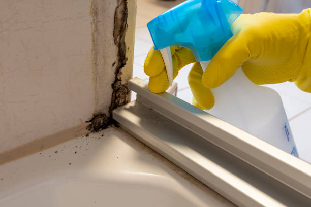 Best Mold Remediation for Specific Building Types in Shoreacres, TX