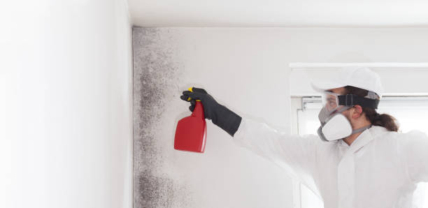 Best Residential Mold Remediation in Shoreacres, TX