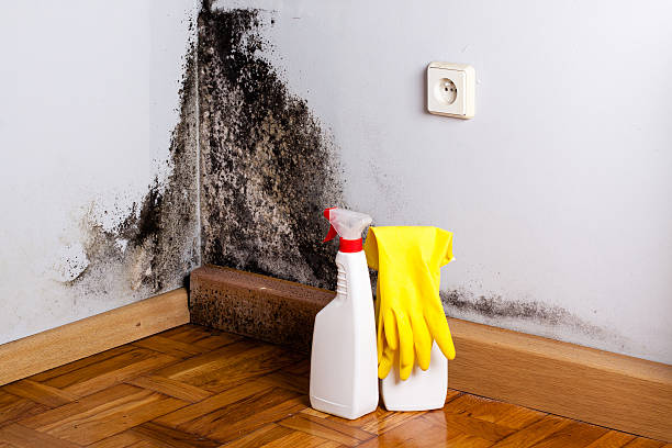 Best Insurance-Related Mold Remediation in Shoreacres, TX