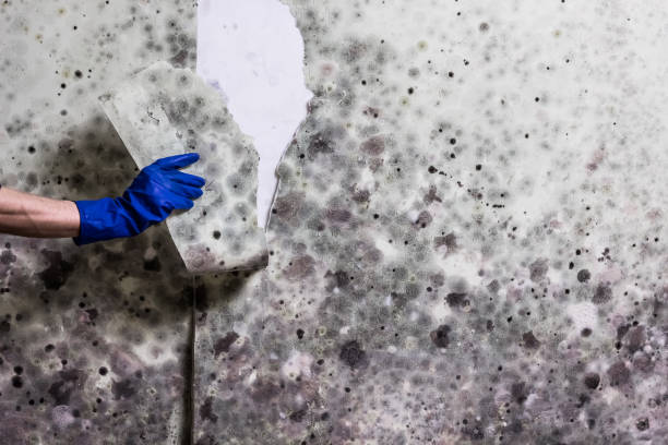 Best Emergency Mold Remediation in Shoreacres, TX