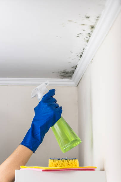Best Basement Mold Remediation in Shoreacres, TX